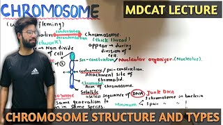 Chromosome structure types and composition  NMDCAT 2021 [upl. by Ydnab191]