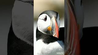 Can puffins fly underwater shorts shortfeed youtubeshorts [upl. by Milas749]