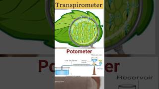 TranspirometerPotometer biologywalesir potometer transpirometer transpiration rate ganong [upl. by Eimaraj]