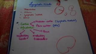 HISTOLOGY lymph node easy explanation part1 [upl. by Urban524]