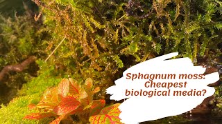 Using Live Sphagnum Moss as Biological Media in Aquarium [upl. by Tamis]