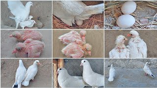 Baby White Pigeon  Video How do baby  pigeons grow up [upl. by Rednal]