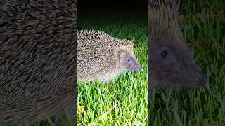 Hedgehog Explore [upl. by Kerrie839]