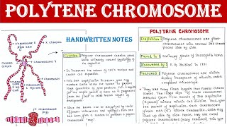 Polytene Chromosome  Structure  Function [upl. by Avir]