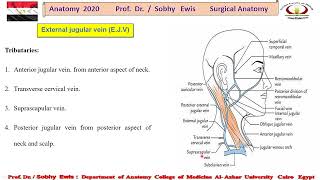 External Jugular Vein [upl. by Aihsram]