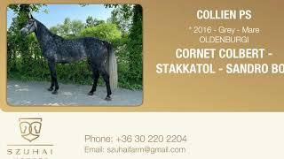 CORNET COLBERTCORNET OBOLENSKY x STAKKATO 2016 MARE Horse for sale [upl. by Els]