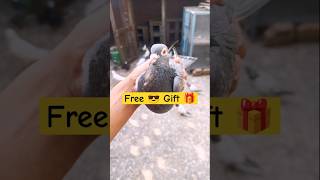 Kabutar free me kaise milega kabutarvlog bird kabutar birdspecies minivlog [upl. by Yuria]