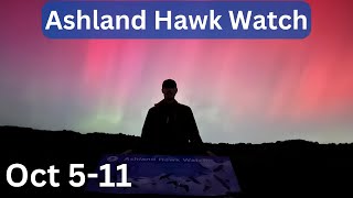 Ashland Hawk Watch Update Week 6 Highlights and Raptor Identification Practice Oct 511 [upl. by Nielson]