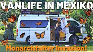 Unser Alltag in Mexiko Monarchfalter  Vanlife  Radtour [upl. by Rednal]