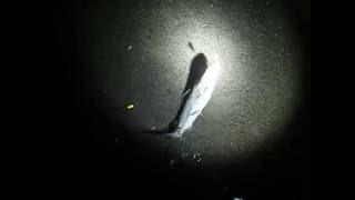 FISHING Cocoa Beach FLORIDA NIGHT FISHING Surf Fishing from shore [upl. by Heyde]