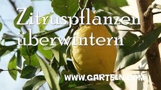 Zitruspflanzen überwintern [upl. by Chatwin]