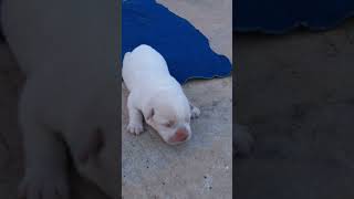 🐶 Adorable Baby Puppies Being Born – So Precious [upl. by Oidiple]