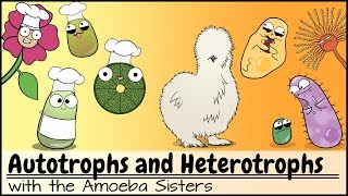 Autotrophs and Heterotrophs [upl. by Gayler]