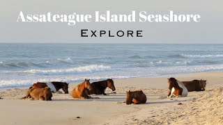 Assateague Island  Maryland MD  Tour Guide  National Seashore  Wild Horses 4K [upl. by Sanjay32]