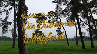 Die Dülmener Wildpferde [upl. by Westfall]