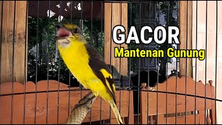 Burung Mantenan Gunung Gacor Cocok Untuk Masteran [upl. by Illehs]