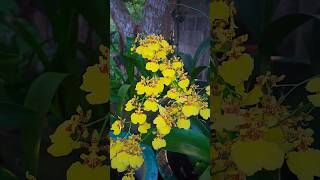 Kandyan Dancer orchid flowers Oncidium sphacelatumNature🌻🍃 [upl. by Ydnarb]