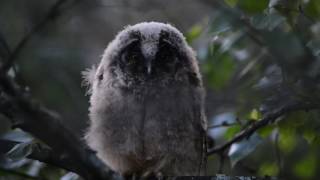 Longeared owl chick  Sarvipöllön poikanen [upl. by Lennahc]