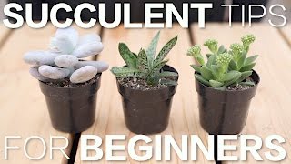 Succulent Tips for Beginners  Garden Answer [upl. by Tower]