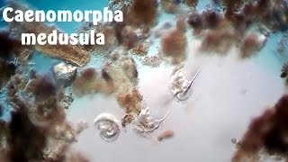 Caenomorpha medusula [upl. by Seidule]