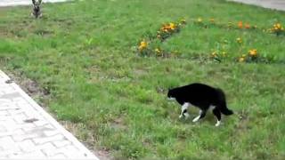 GATO BOTA CACHORRO PRA CORRER [upl. by Nalliuq]