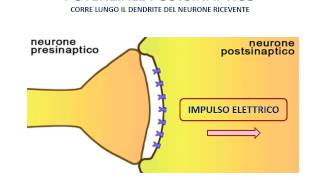 5 Il neurone  potenziale dazione e potenziale postsinaptico [upl. by Aivuy577]