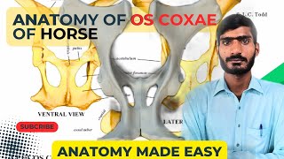 lecture  20Anatomy of Os coxae of horseVeterinary anatomy in Hindiurdu [upl. by Pepi]