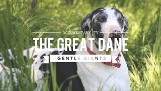 GENTLE GIANT ALERT The Surprising Truth About Great Danes [upl. by Jun1]