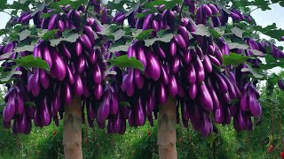 fruit eggplant tree drawing Easy to grow eggplant with new techniques [upl. by Ultima]