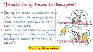 Translation in Eukaryotes  Termination [upl. by Mirabelle]