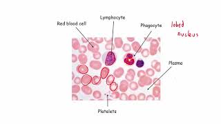 CCEA GCSE biology circulatorysystem 1 blood [upl. by Jessamyn296]