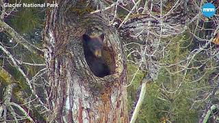 Black Bear emerging from hibernation in Glacier National Park [upl. by Dylana]