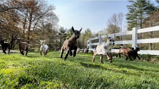 32 baby goat morning stampede [upl. by Abramo746]