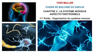 Chapitre 5  1ère Partie  Organisation du système nerveux et du neurone  Cours de Biologie [upl. by Okihcim714]