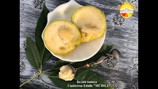 Сапота белая  Casimiroa Edulis quotMCDILLquot \ White Sapote [upl. by Mina163]