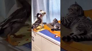 dog cat funny video trending video 2024 [upl. by Aroon579]