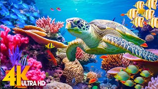 Ocean 4K  Sea Animals for Relaxation Beautiful Coral Reef Fish in Aquarium 4K Video Ultra HD 23 [upl. by Dnomder]