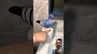 ये क्या हैं 😜😜 saurabhfacts funny pigeon comedy birds kabootar facts shortvideos technology [upl. by Pierrepont843]