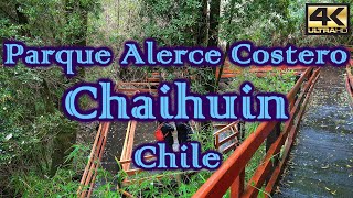 Parque Alerce Costero Sector Chaihuin – CHILE 4K [upl. by Ileana]