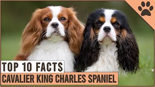 Cavalier King Charles Spaniel  Top 10 Facts [upl. by Yxel710]