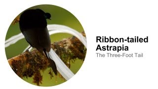 Ribbontailed Astrapia The ThreeFoot Tail [upl. by Lyell]