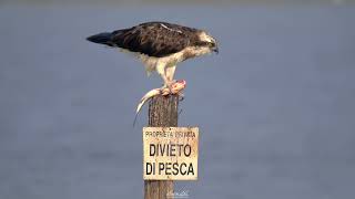 Falco Pescatore Osprey alla Laguna di Mistras Cabras  Sardegna [upl. by Eedya737]