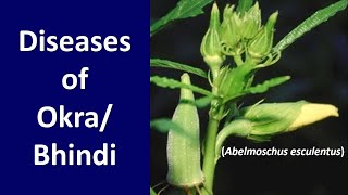 How to manage Diseases of Bhindi or Okra Abelmoschus esculentus [upl. by Ailices]