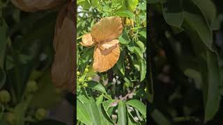 Butterfly seed pods Yellow Orchid vine [upl. by Lottie46]