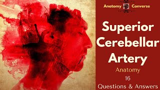 Superior Cerebellar Artery Anatomy Flashcards 16 QampA flashcards [upl. by Mukund]