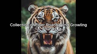 quotCollection of Tiger Roaring and Growling Sounds Effects for Use in Videosquot [upl. by Joyann151]