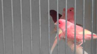 Red Factor Canaries at Clipsley Pets amp Aquatics [upl. by Telfore]