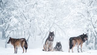 La meute des loups  Documentaire 2022 [upl. by Ivek]