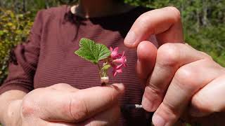 Lets ID red flowering currant Ribes sanguineum [upl. by Toll]