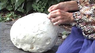 Edible Mushrooms Giant Puffball [upl. by Bergess]